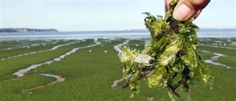 Seaweed Indonesias Answer To The Global Plastic Crisis Global