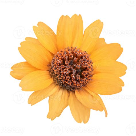 Orange Flower Png 21168726 Png