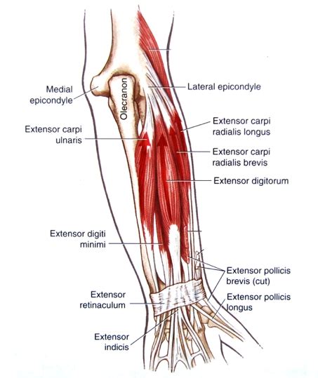 Sports Injury Bulletin Anatomy Lateral Epicondylitis Assessment