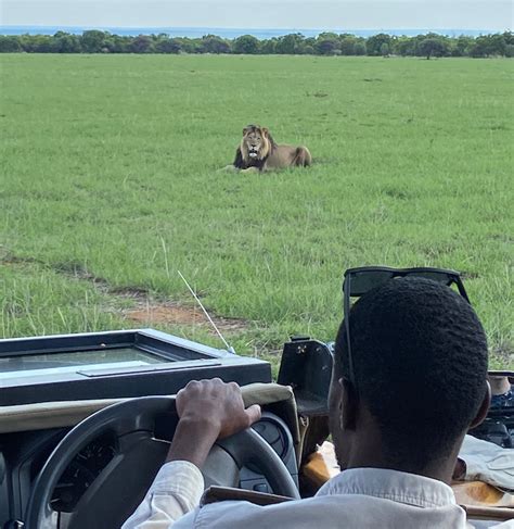 Collaring Lions And Wild Dogs With Mabula Game Reserve