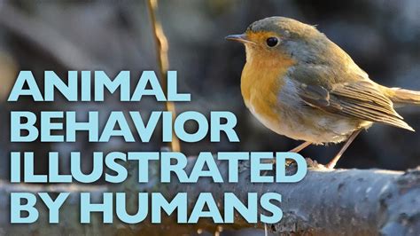 The European Robin Animal Behavior Illustrated By Humans Youtube