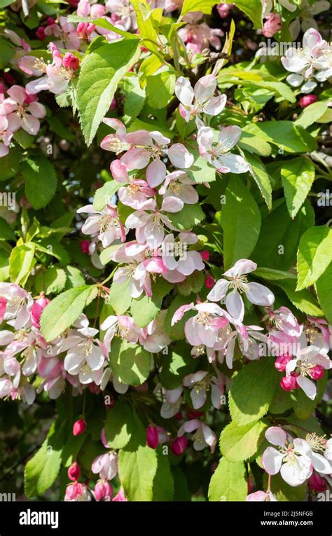 Pink Blossom Of A Crab Apple Tree Malus Sylvestris In Yorkshire England