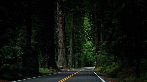 Dark Forest Road Wallpapers Top Free Dark Forest Road Backgrounds