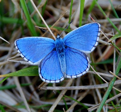 Adonis Blue Butterfly Butterfly Photos Beautiful Butterflies Blue