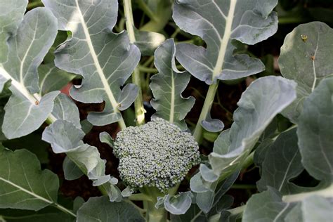 Broccoli Plant In Garden Picture Free Photograph Photos Public Domain