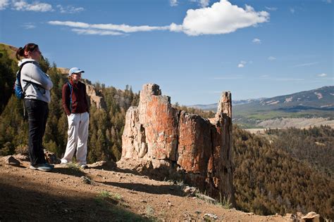 Forest Fossils Exploring Americas Petrified Forests American Forests