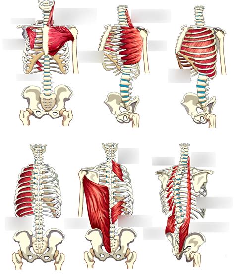 Rib Cage Wall Muscles Diagram Quizlet