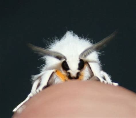 poodle moths   cutest freakiest moths barnorama
