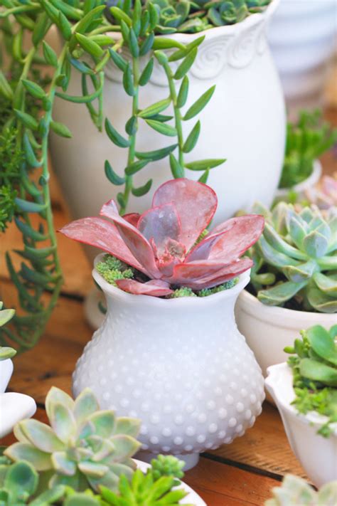 Wedding Succulent Centerpieces Diy