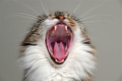 They definitely don't need them every year, and maybe not at all. Is your cat suffering dental disease? - KeysFP News