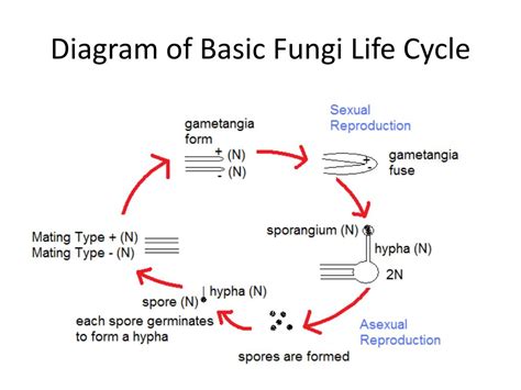 Life Cycle Of Fungi