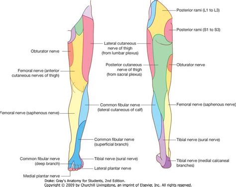 Lower Extremity Peripheral Nerve Distribution