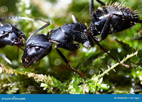 Conspiração De Duas Formigas Na Grama Foto de Stock Imagem de teoria