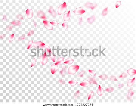 Pink Cherry Blossom Petals Isolated On Stock Vector Royalty Free
