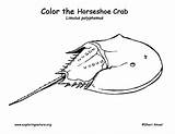 Crab Horseshoe Coloring Drawing Clipart Tattoo Clipground Getdrawings Exploringnature sketch template