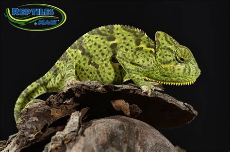 Veiled Chameleon Care Sheet Reptiles By Mack