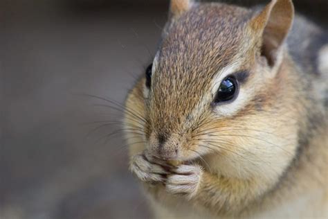 Chipmunks And Me Have One Thing In Common That Aids Our Survival