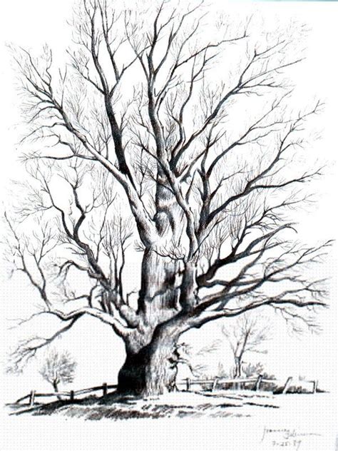 Pencil Drawing Trees Landscape