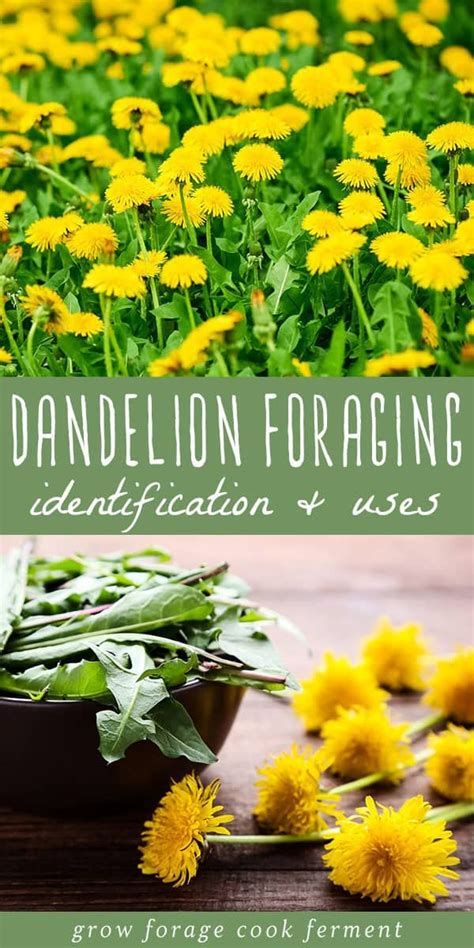 Dandelion Foraging Identification Look Alikes And Uses Artofit