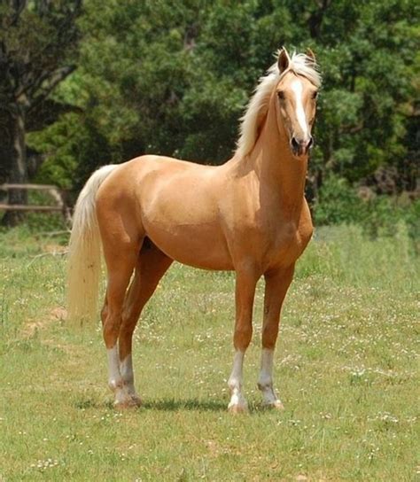 Beau Cheval Horses Palomino Horse Pretty Horses