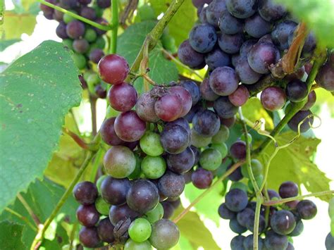 The Five Factors That Affect The Ripeness Of Grapes Slowine