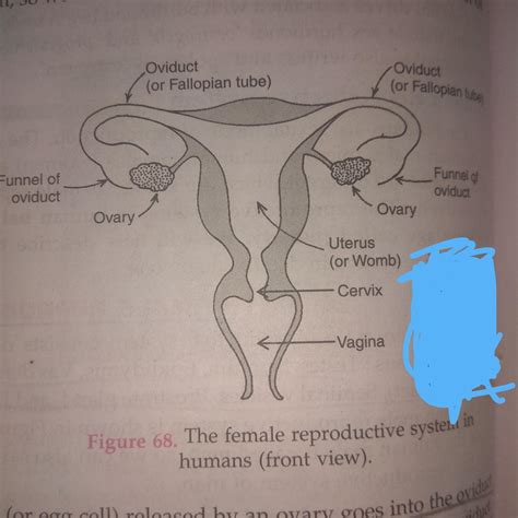 Female Reproductive System Parts Parts Of Female Reproductive
