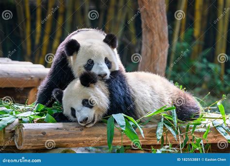 Two Cute Giant Pandas Playing Together Stock Image Image Of Outdoors