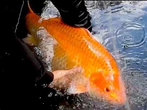 In an environment that is correctly maintained, such as a large aquatic space with conditions that are completely pristine and a temperature of about seventy five degrees, it is possible for a single koi to reach three feet in length with a weight of 12 pounds. Solar Thermal Geothermal large pond heating with giant Koi ...