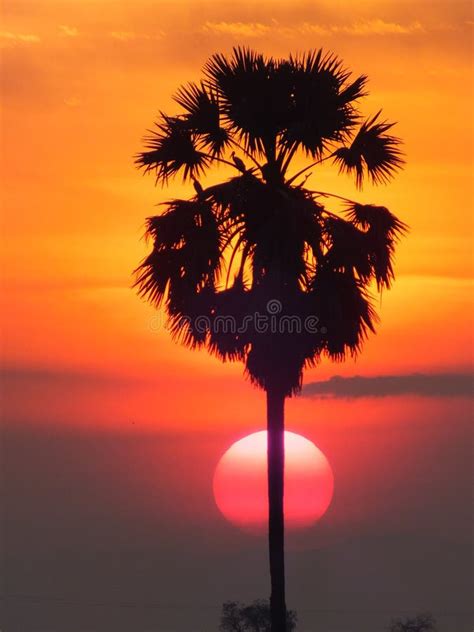 Background Sunset Behind The Palm Tree Stock Photo Image Of