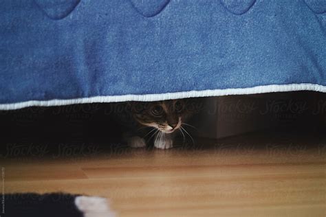 New Cat Hiding Under Bed