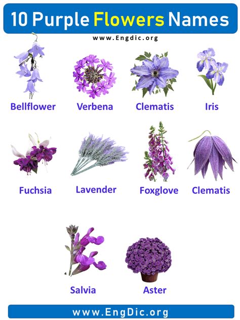 10 Purple Flowers Names With Pictures Flower Names Purple Flower