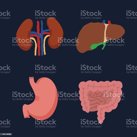 Human Internal Organs Cartoon Anatomy Body Parts Stomach With