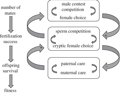stages during reproduction at which sexual selection can act arrows download scientific