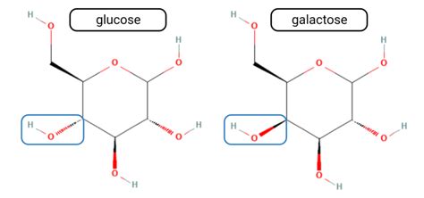 Structural Difference Between Glucose And Galactose Download