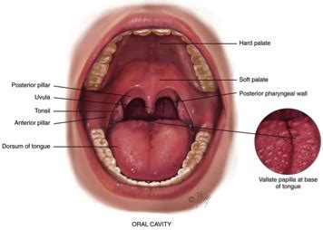 Oral Cavity Pharynx And Larynx Flashcards Quizlet