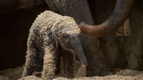 Baby Elephant Born At Columbus Zoo