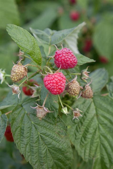 Ripe And Unripe Raspberry In Fruit Garden Growing Natural Bush Of