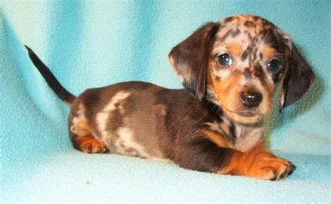 See more of dachshunds in ohio on facebook. Dachshund Rescue Of Ohio | PETSIDI
