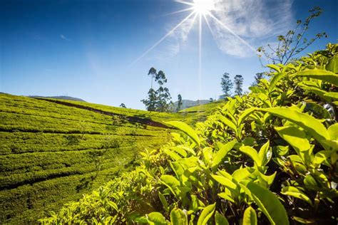 Le Piantagioni Di Tè Sri Lanka