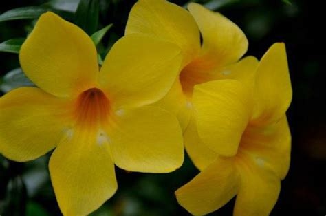 Maybe you would like to learn more about one of these? Pin on TamilNadu, India Flowers