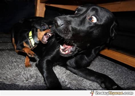 Little Dog Attacks Big Dog Funny Photo