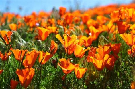 How To Grow And Care For California Poppy Rayagarden