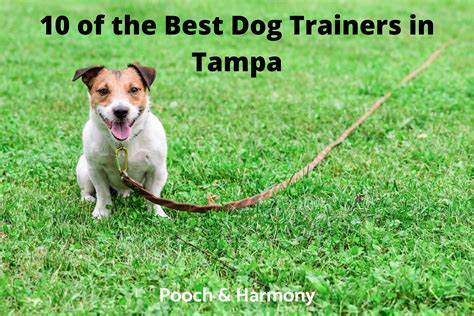 10 Of The Best Dog Trainers In Tampa Pooch And Harmony