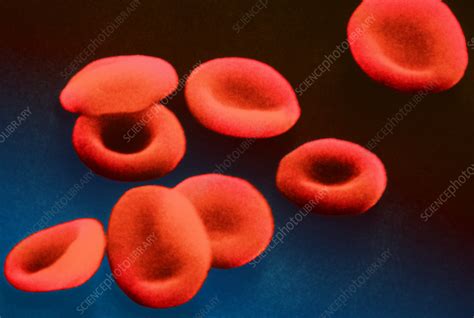 Red Blood Cells Stock Image P2420373 Science Photo Library
