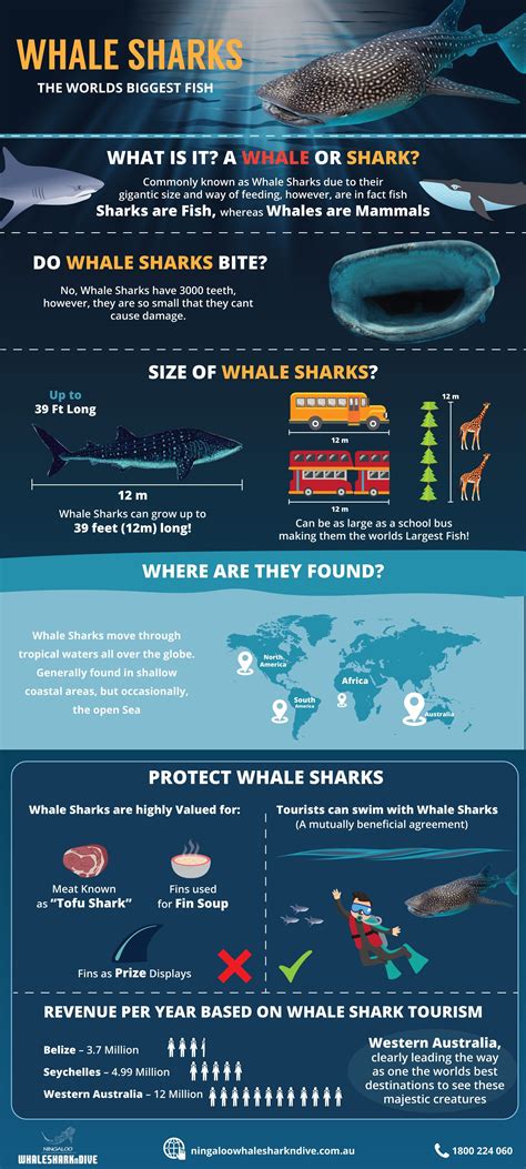 Fun Facts About Whale Sharks