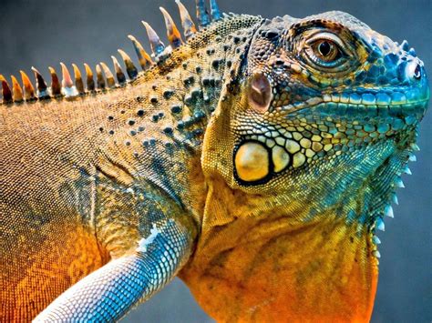 Iguana Facts And Truth