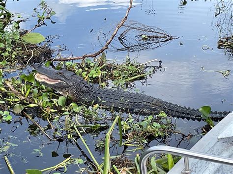 Airboats And Alligators Immokalee All You Need To Know Before You Go