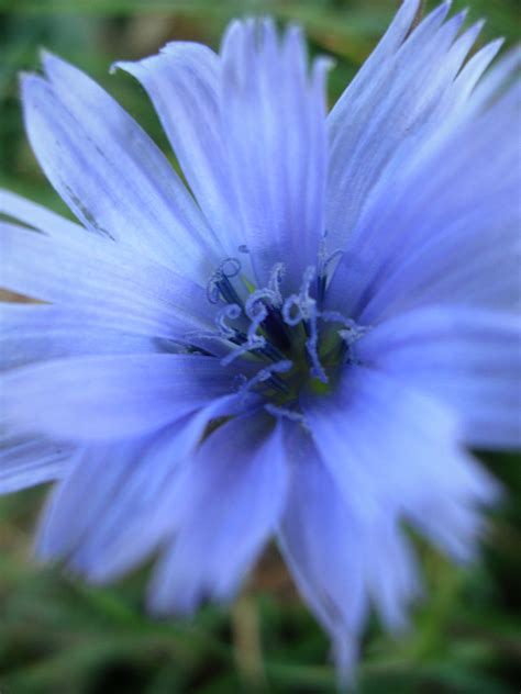 Blue Flower Free Stock Photo Public Domain Pictures
