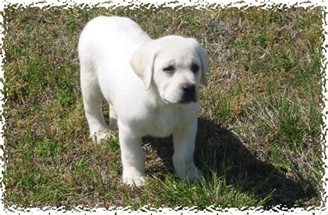 Cute Puppy Dogs White Labrador Retriever Puppies