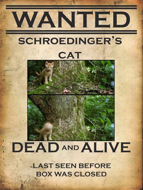 has anyone seen schroedinger s cat strangely perfect